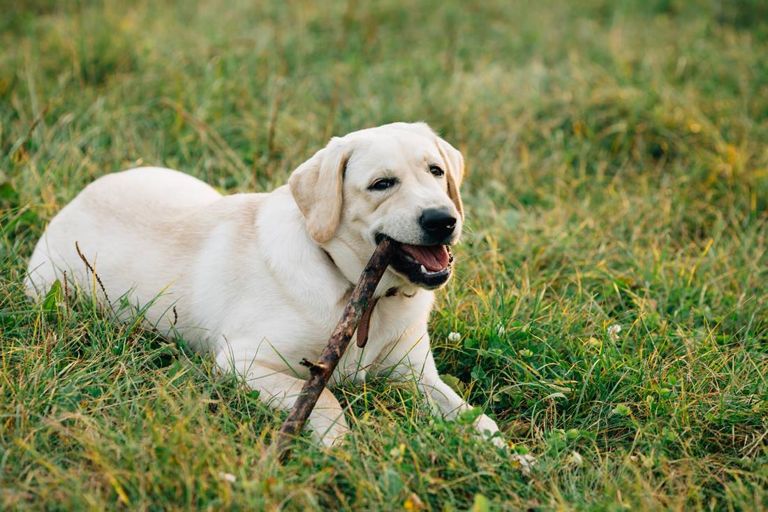 Biszkoptowy labrador retriever leży na trawie